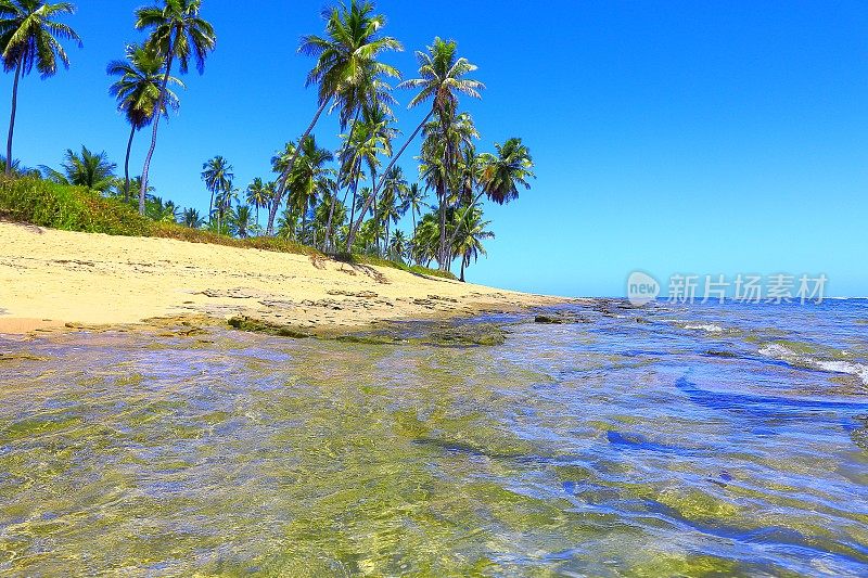 热带天堂:田园诗般的Praia do Forte海滩日出，巴伊亚，巴西